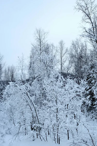 Pinos Cubiertos Nieve — Foto de Stock