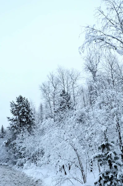 Pinos Cubiertos Nieve —  Fotos de Stock