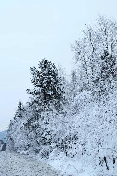 Snötäckta Tallar — Stockfoto