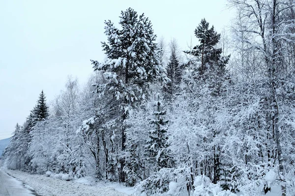 Hóval Borított Fenyőfák — Stock Fotó