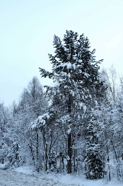 Çam ağaçları karla kaplı