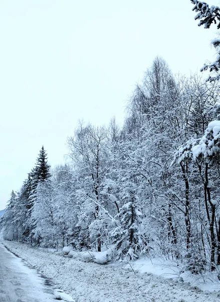 Hóval Borított Fenyőfák — Stock Fotó