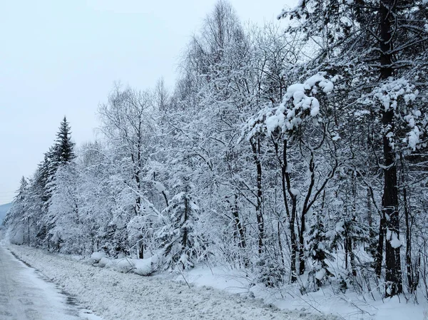 Snow Covered Pine Trees — Stock Photo, Image