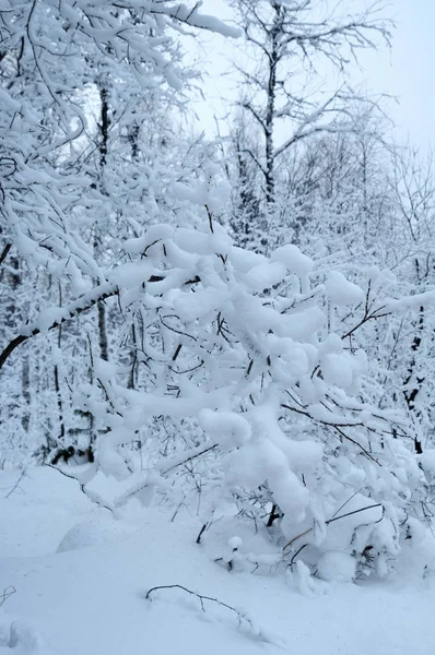 Schneebedeckte Kiefern — Stockfoto