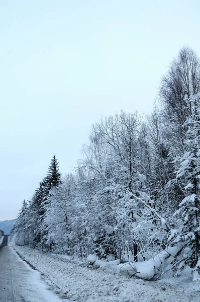 Snötäckta Tallar — Stockfoto