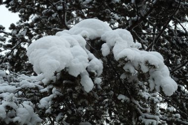 Çam ağaçları karla kaplı