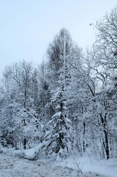 Snötäckta Tallar — Stockfoto