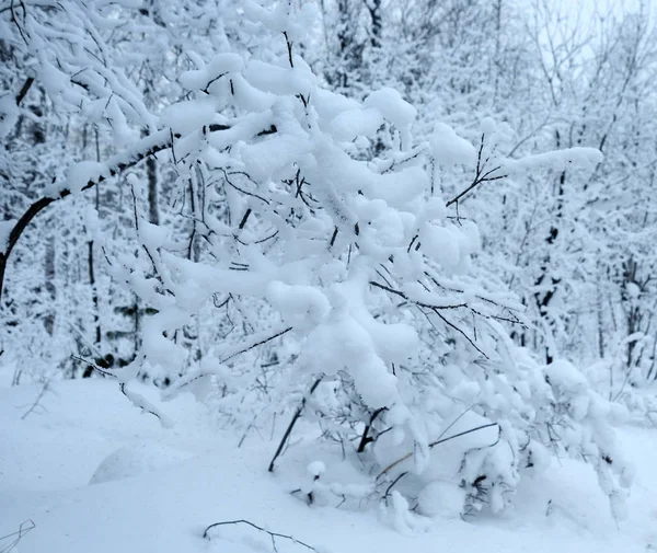 Snötäckta Tallar — Stockfoto