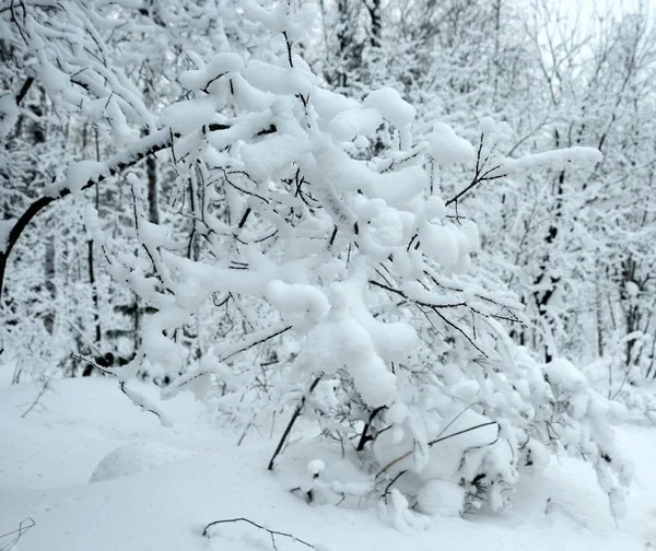 Snötäckta Tallar — Stockfoto