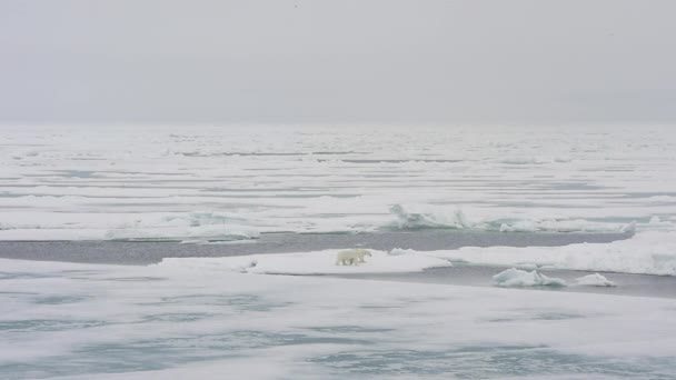 Oso polar caminando sobre hielo marino — Vídeo de stock