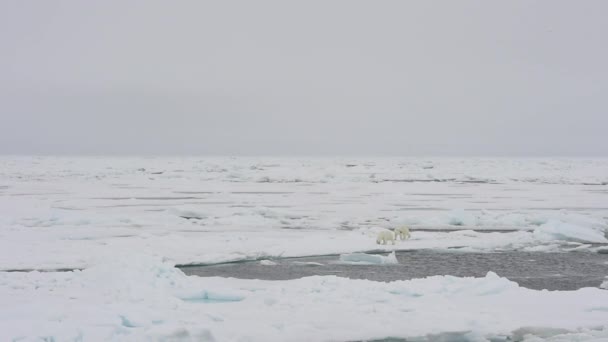 Urso polar caminhando no gelo do mar — Vídeo de Stock