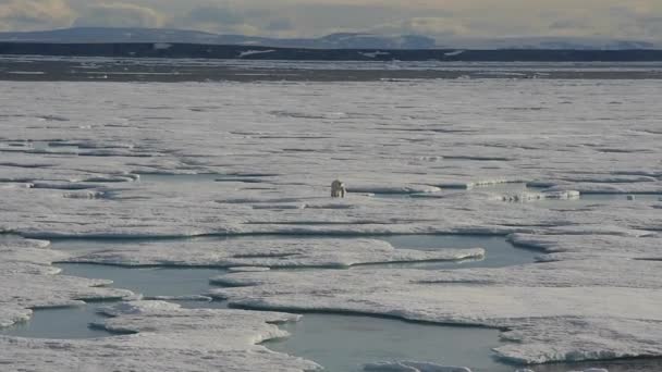 Oso polar caminando sobre hielo marino — Vídeo de stock