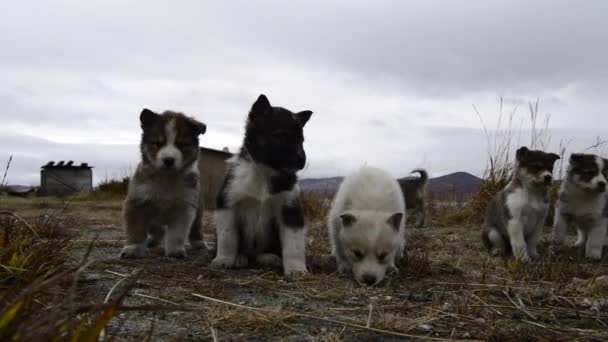 Husky puppies Greenland hill. — Stock Video