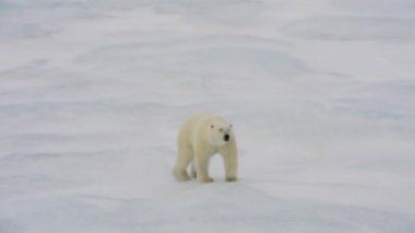 Kutup ayısı deniz buz üzerinde yürüme