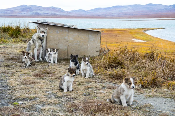 Filhotes de cachorro Husky Gronelândia colina . — Fotografia de Stock