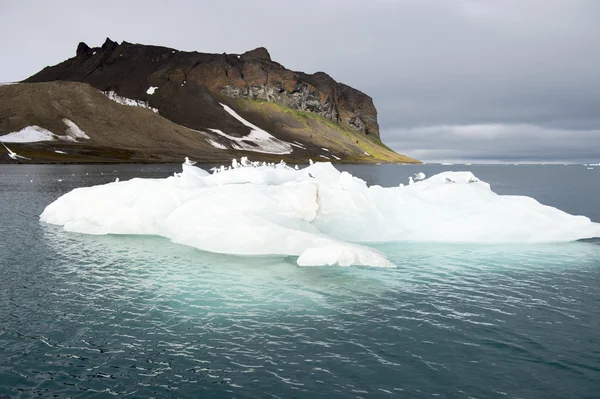 Gaivotas no iceberg — Fotografia de Stock