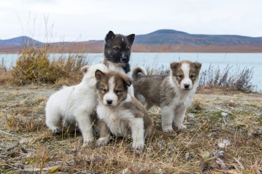 Husky yavrusu Grönland hill.