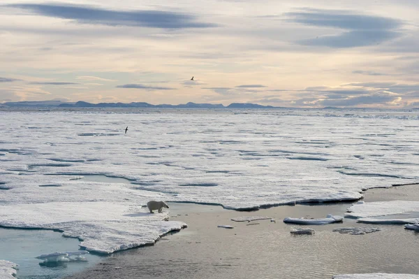 Urso polar caminhando no gelo do mar — Fotografia de Stock