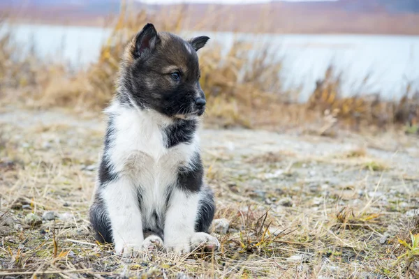 Husky puppies Greenland hill. — Stock Photo, Image