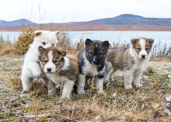 ハスキー子犬グリーンランドの丘. — ストック写真