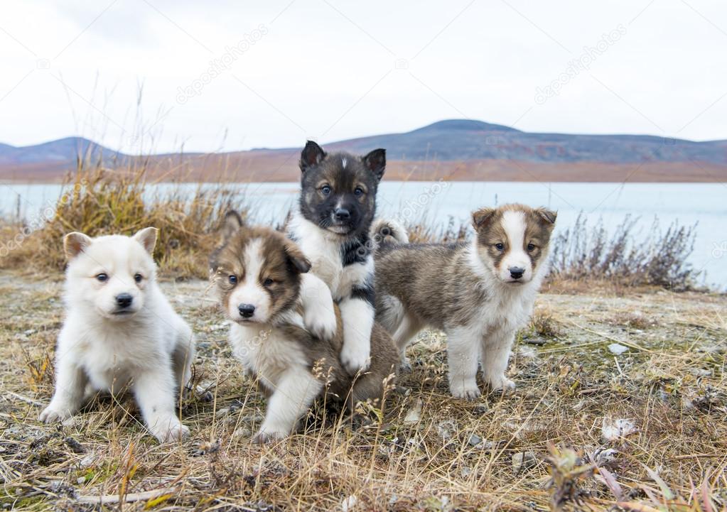 Husky puppies Greenland hill.
