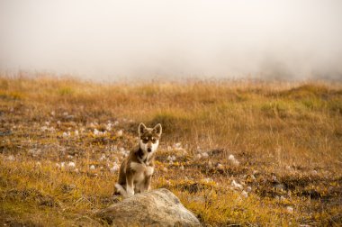 Husky yavrusu Grönland hill.