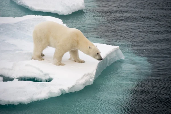 Orso polare che cammina sul ghiaccio marino — Foto Stock