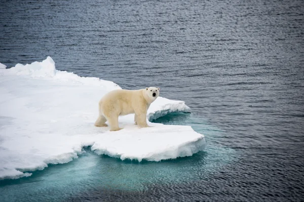 Orso polare che cammina sul ghiaccio marino — Foto Stock