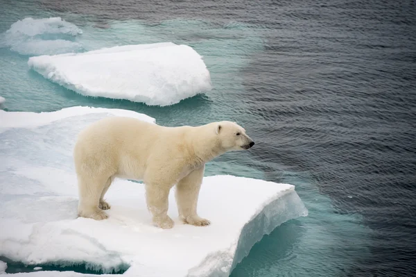 Ours polaire marchant sur la glace de mer — Photo