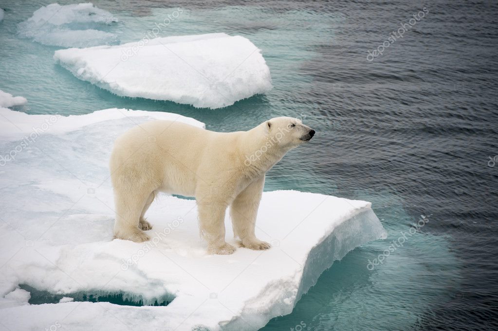 Polar bear walking on sea ice
