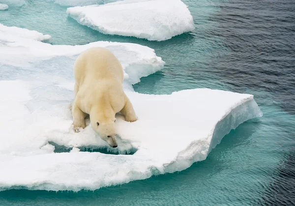 Orso polare che cammina sul ghiaccio marino — Foto Stock