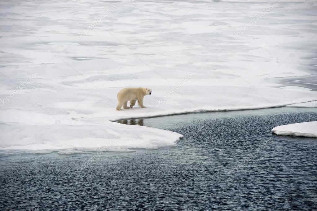 Polar bear walking on sea ice