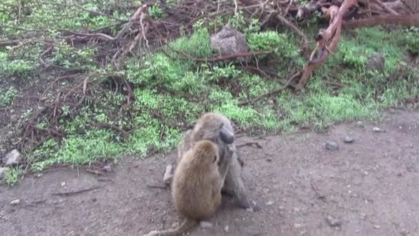 Monkey grooming another one — Stock Video