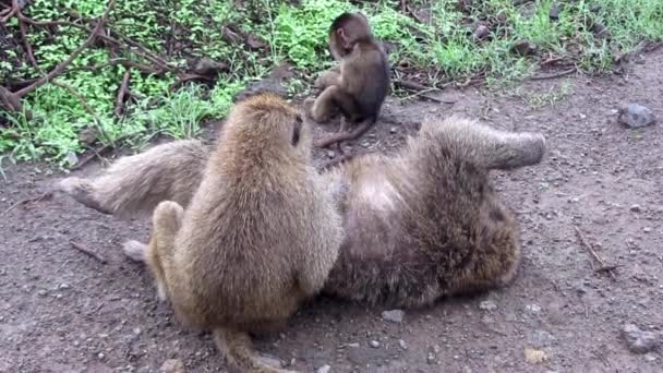 Monkey grooming another one — Stockvideo