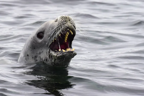 Phoques crabiers dans l'eau — Photo