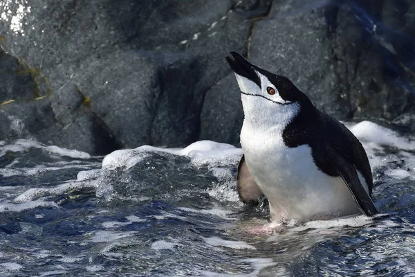 Chinstarp Penguin in the water — Stock Photo, Image