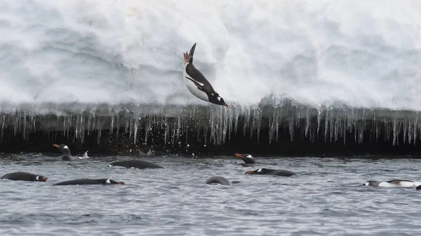 Gentoo Penguin jump in water