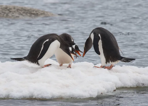 Pingouin Gentoo sur la glace — Photo