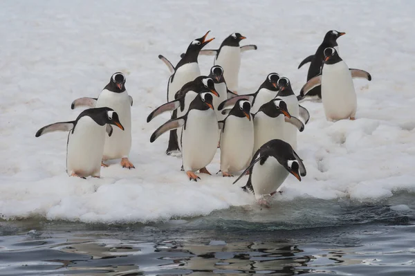 Gentoo Penguins on the ice — Stock Photo, Image