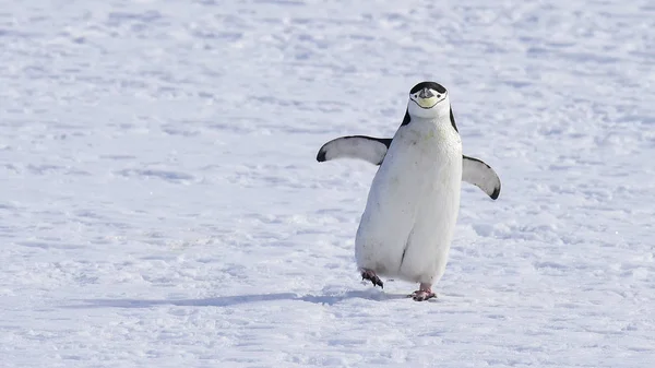 Chinstarp Pingouin sur la neige — Photo