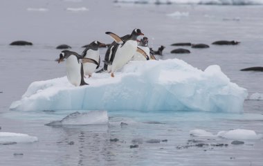 Gentoo penguenleri buz üzerinde yürümek