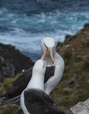 Kara kaşlı albatros Saunders Adası