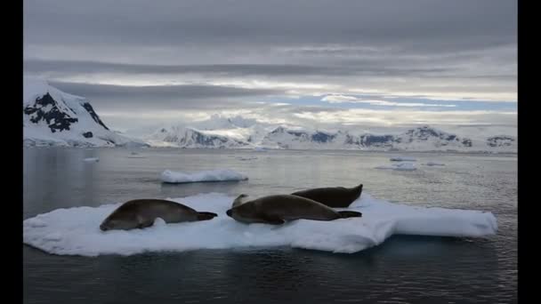 Sellos de cangrejo en el hielo . — Vídeos de Stock