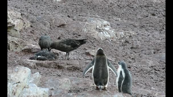 Skuas jagen ein gentoo pinguin-küken — Stockvideo