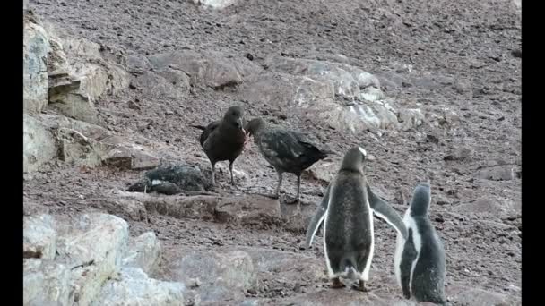 Skuas jagen ein gentoo pinguin-küken — Stockvideo