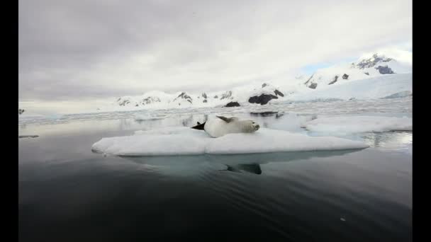 Crabeater seals on the ice. — Stock Video