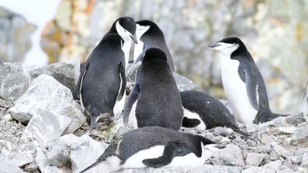 Állszíjas pingvin a fészken költő állatok — Stock videók