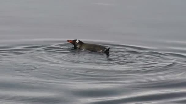 水の中のジェンツー ペンギン — ストック動画