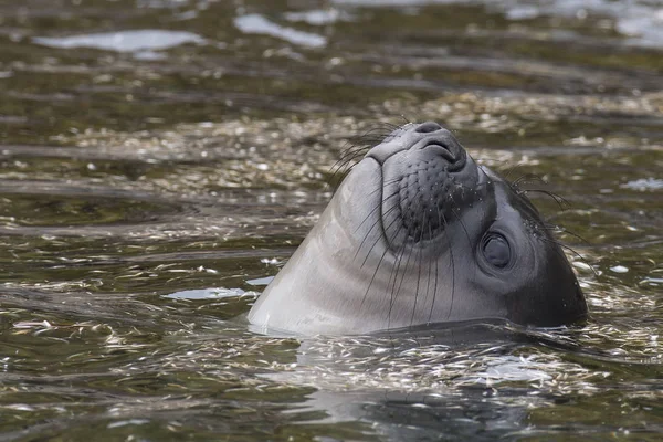 Bébé éléphant phoque dans le waer Géorgie du Sud — Photo