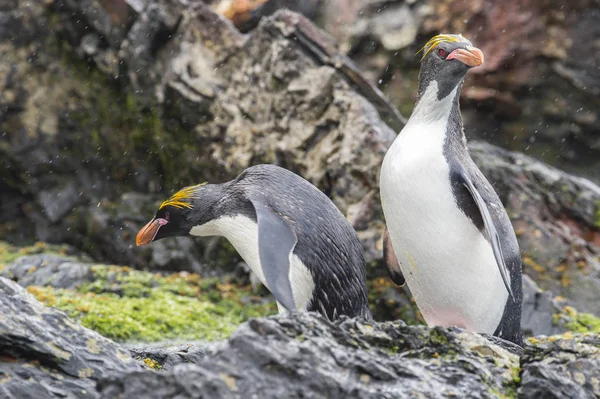 Rockhopper пінгвіни один beaach — стокове фото